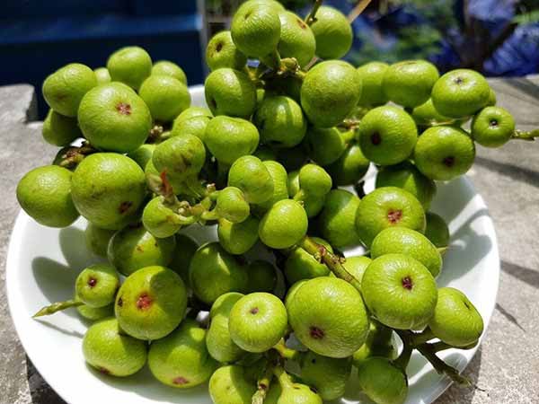Mơ thấy quả sung có điềm báo gì